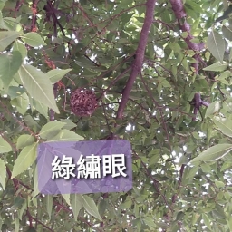 110-1公民周講座【柳川二期實地踏查】